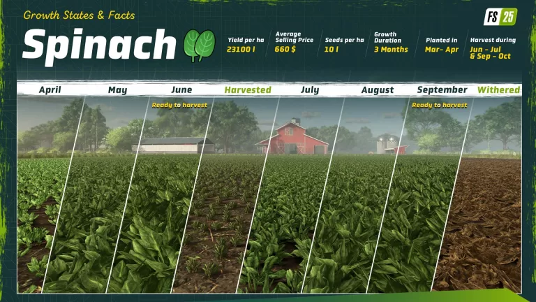 Farming Simulator 25 New Crop: How to growth and harvest Spinach?