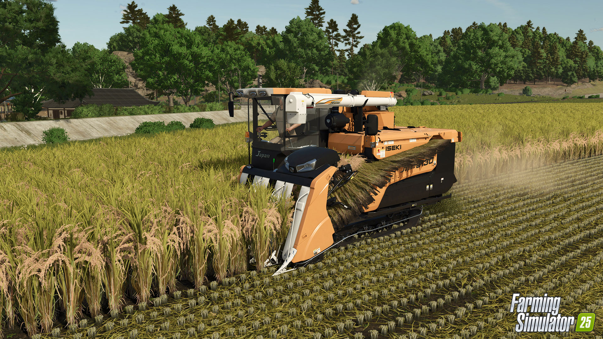 Harvesting Rice from Farming Simulator 25